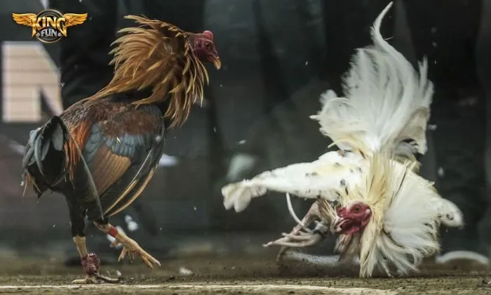 đá gà Kingfun Chi tiết giới thiệu đá gà Kingfun cho người mới