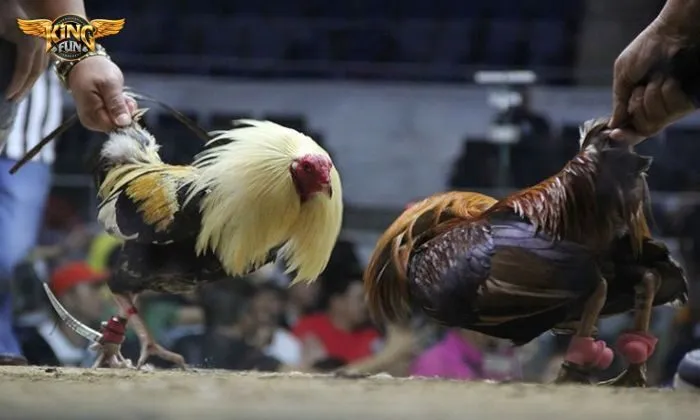 đá gà Kingfun Thu thập thông tin giúp soi kèo kê đấu chuẩn xác